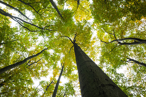 Image of trees near Martin Periodontics.